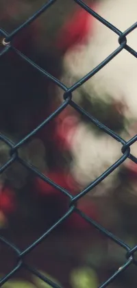 Get lost in a stunning phone live wallpaper featuring a beautiful bird perched on a metal fence