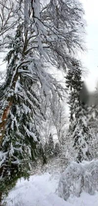 Immerse yourself in a snow-covered wonderland with this stunning live wallpaper