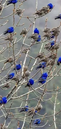 This phone live wallpaper features a stunning depiction of a flock of blue birds sitting on a tree surrounded by beautiful flowers
