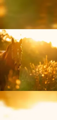 Get mesmerized by a beautiful live wallpaper featuring a brown horse on a green field with a backdrop of dappled golden sunset sky