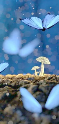 Get lost in the enchanting world of fairycore with this mesmerizing phone live wallpaper featuring a macro photograph of a mushroom surrounded by a fluttering group of blue butterflies