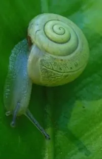 Plant Snail Terrestrial Plant Live Wallpaper