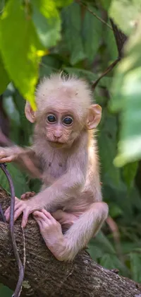This live wallpaper features an adorable baby monkey sitting on top of a tree branch