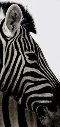 This phone live wallpaper showcases two graceful zebras standing side by side in an op-art black and white photograph