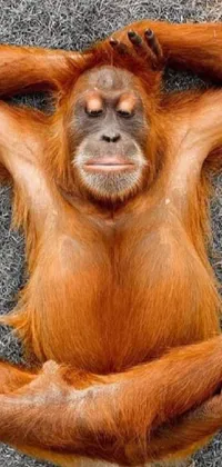 This live wallpaper boasts a comical picture of an orange monkey in a meditative posture, perfect for those in search of a lighthearted phone background