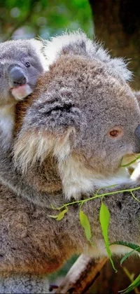 This live wallpaper showcases two adorable koalas perched atop a tree