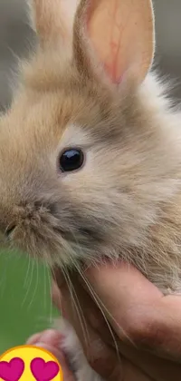 This phone live wallpaper displays a close up of a fluffy, blond furr rabbit held by a person