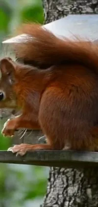 This delightful live phone wallpaper features a lively squirrel perched atop a bird feeder as it pounces to grab some seeds