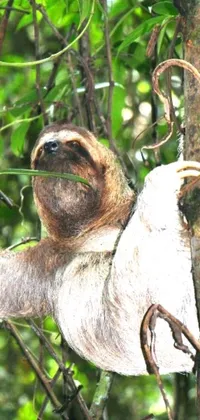 Dive into nature with this stunning live wallpaper showcasing a brown and white sloth hanging from a tree amid lush green vegetation