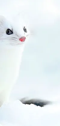 Plant Snow Cat Live Wallpaper