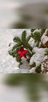 Plant Snow Christmas Ornament Live Wallpaper