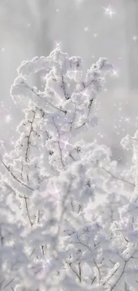 Plant Snow Twig Live Wallpaper