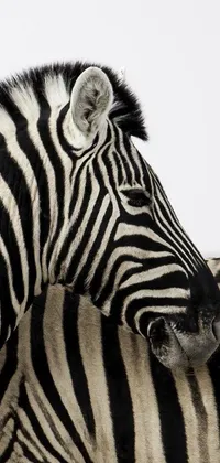 This phone live wallpaper showcases two stunning zebras standing side by side in a close-up shot, with an op art effect created by their black and white fur pattern