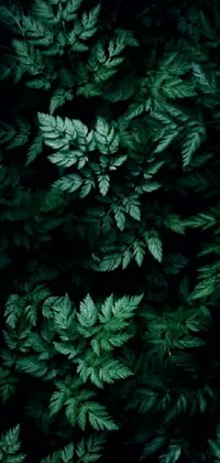 Plant Terrestrial Plant Aqua Live Wallpaper
