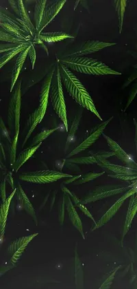 This phone live wallpaper features green marijuana leaves on a black background
