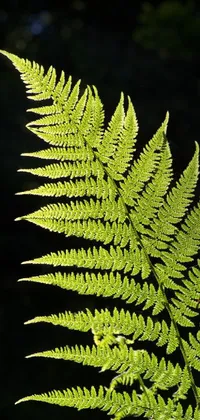 Plant Terrestrial Plant Branch Live Wallpaper