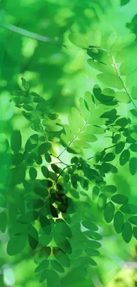 Plant Terrestrial Plant Branch Live Wallpaper