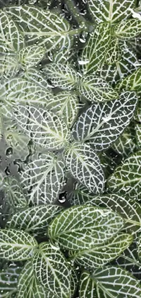 Plant Terrestrial Plant Evergreen Live Wallpaper