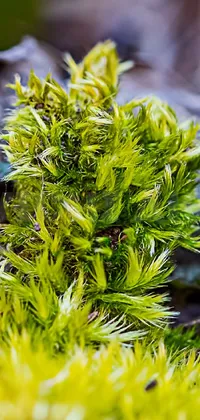 Introducing a visually stunning live wallpaper for your phone! Designed with a close-up macro photograph of a plant on the ground, this wallpaper is overgrown with thick patches of vivid green moss that pop against the plant's winter vibrancy