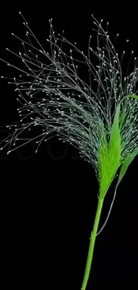 Plant Terrestrial Plant Flash Photography Live Wallpaper