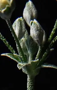 Plant Terrestrial Plant Flowering Plant Live Wallpaper