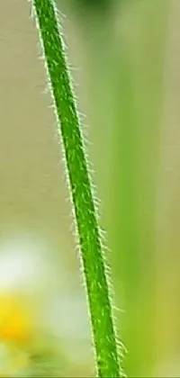 Plant Terrestrial Plant Grass Live Wallpaper