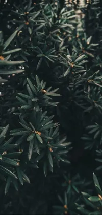 Enhance your phone with this organic aesthetic - a live wallpaper featuring a close up of multiple green leaves