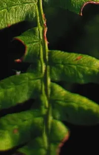 Plant Terrestrial Plant Leaf Vegetable Live Wallpaper
