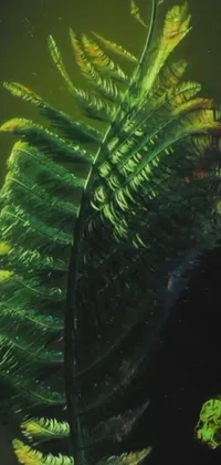 Plant Terrestrial Plant Organism Live Wallpaper