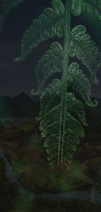 Plant Terrestrial Plant Organism Live Wallpaper