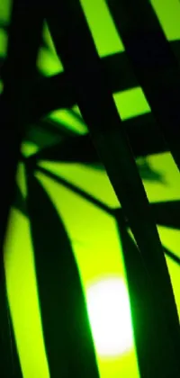 This stunning phone live wallpaper showcases a close-up of a palm leaf with the sun setting in the background