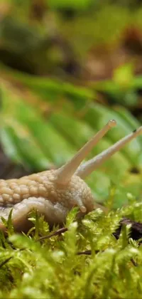 Plant Terrestrial Plant Reptile Live Wallpaper