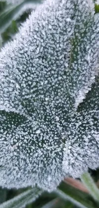 Plant Terrestrial Plant Snow Live Wallpaper