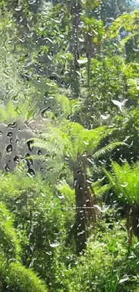 Plant Terrestrial Plant Tree Live Wallpaper