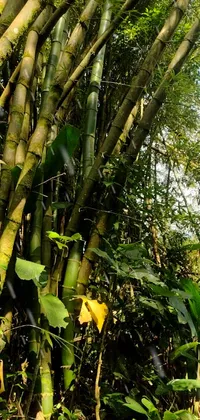 This phone live wallpaper features a tall bamboo tree in a lush forest setting