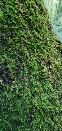 Plant Terrestrial Plant Trunk Live Wallpaper