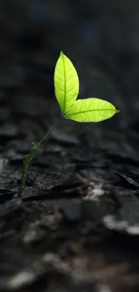 Plant Terrestrial Plant Twig Live Wallpaper