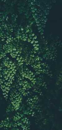 This phone live wallpaper depicts a lush green forest from a bird's eye view