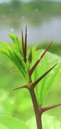 Plant Terrestrial Plant Vegetation Live Wallpaper