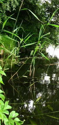 Plant Terrestrial Plant Water Live Wallpaper