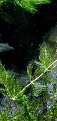 Plant Terrestrial Plant Water Live Wallpaper