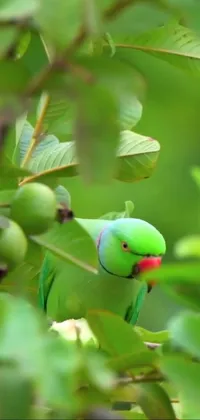 This live phone wallpaper features a charming green bird perched on a tree branch surrounded by fruit trees