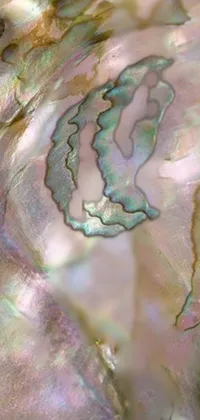This live wallpaper features a high-detail macro photograph of an abalone shell