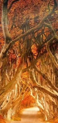 This live wallpaper showcases the mysterious and enchanting dark hedges, styled with a hint of fine art and warm hues of orange and yellow