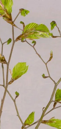 Plant Tree Art Live Wallpaper