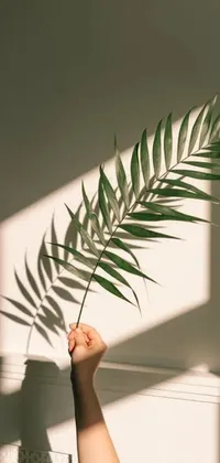 This phone live wallpaper showcases a serene image of a hand holding a palm leaf, surrounded by natural window lighting