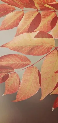 Plant Tree Autumn Live Wallpaper