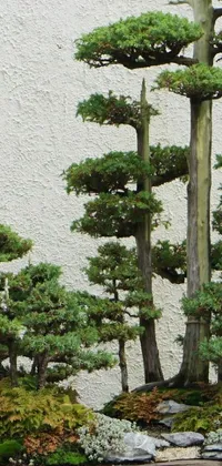 Plant Tree Biome Live Wallpaper