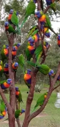 This phone live wallpaper features a mesmerizing image of lively, colorful birds sitting atop a tree in the scenic Australian bush
