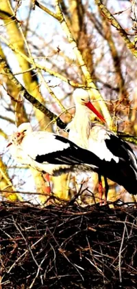 This live wallpaper showcases a serene scene of nature, with two beautiful albino birds perched on a comfy nest atop a tree